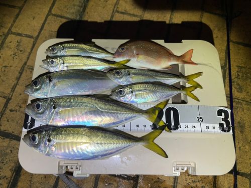 マアジの釣果