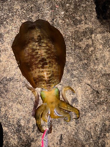 アオリイカの釣果