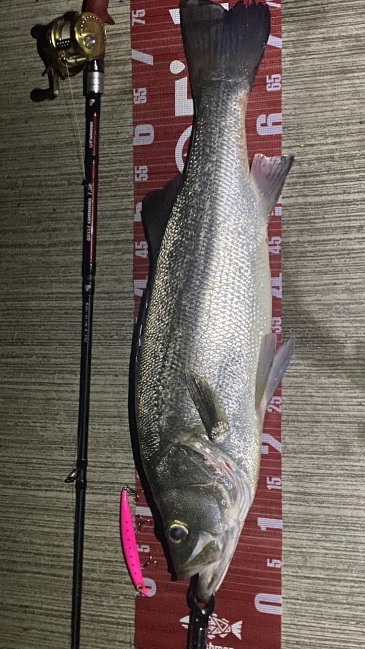 Fishman ブリスト comodo7.5Hの最安値・インプレ・釣果 | 本音の口コミ