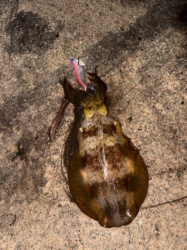 アオリイカの釣果