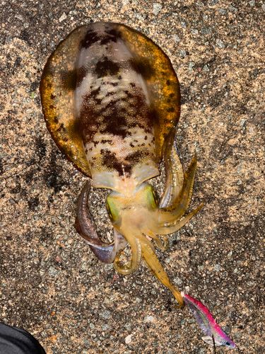 アオリイカの釣果