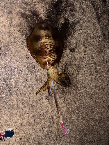 アオリイカの釣果