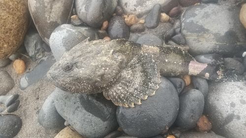 ギスカジカの釣果