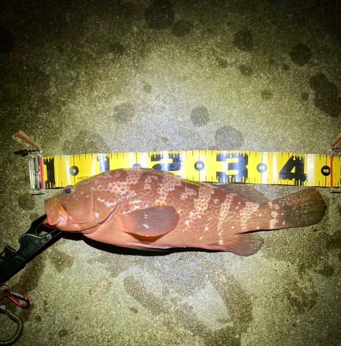 常滑りんくう釣り護岸