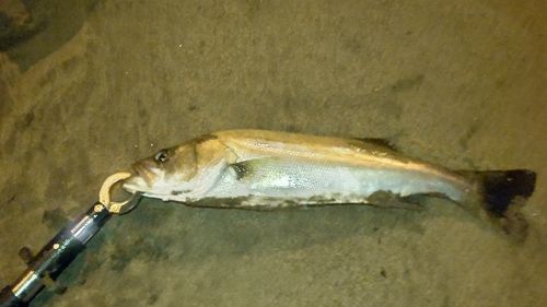 フッコ（マルスズキ）の釣果