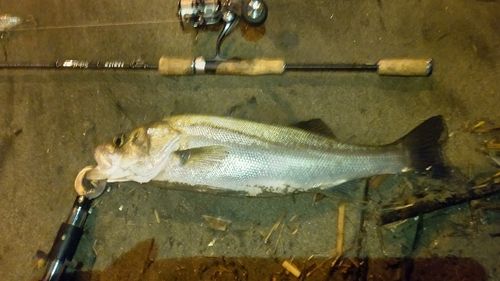 スズキの釣果