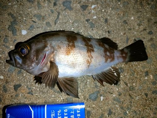 メバルの釣果