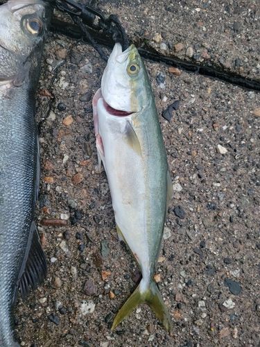 コゾクラの釣果