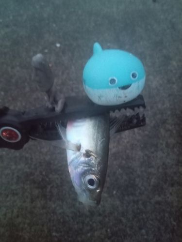 三陸海岸(岩手)