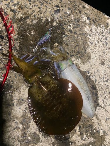 アオリイカの釣果