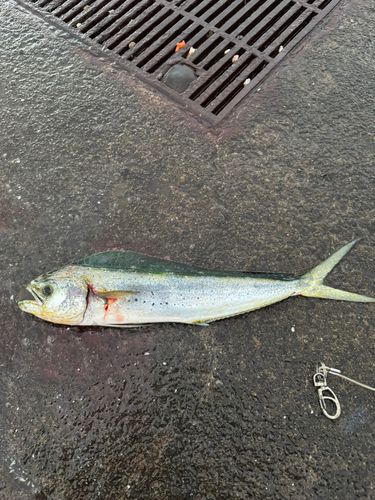 鞠山海遊パーク