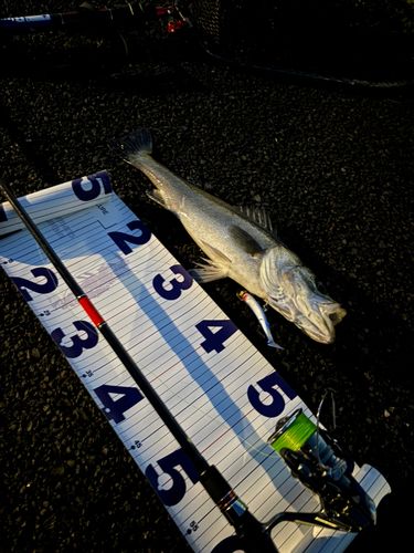 シーバスの釣果