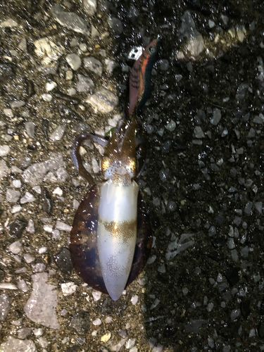 アオリイカの釣果