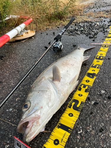 マルスズキの釣果