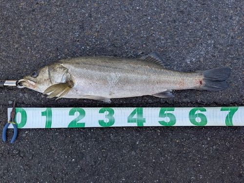 東京湾(アクアライン〜富津)