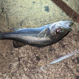 セイゴ(タイリクスズキ)