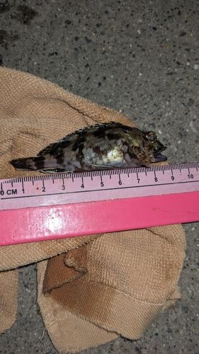 タケノコメバルの釣果