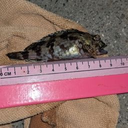 タケノコメバル