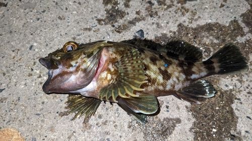カサゴの釣果