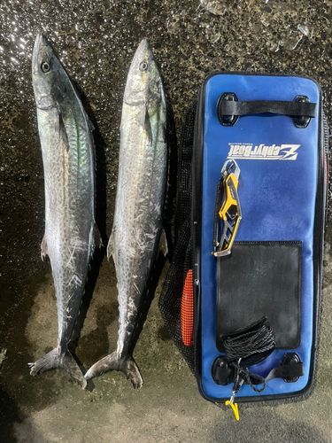 サワラの釣果