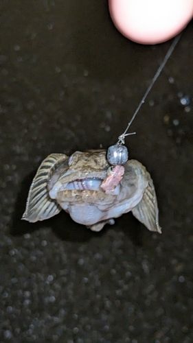 ウロハゼの釣果
