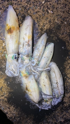 アオリイカの釣果