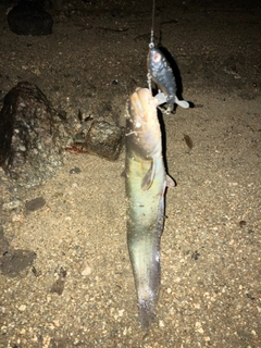 ナマズの釣果