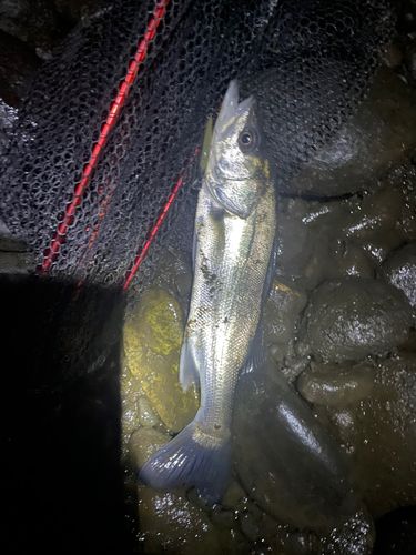 フッコ（ヒラスズキ）の釣果