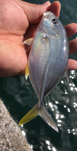 オニヒラアジの釣果