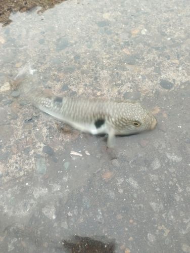 クサフグの釣果