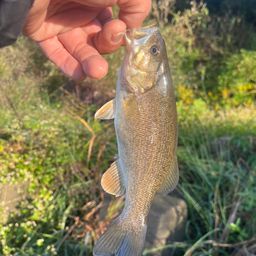 スモールマウスバス