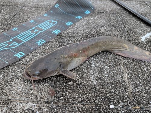 ナマズの釣果