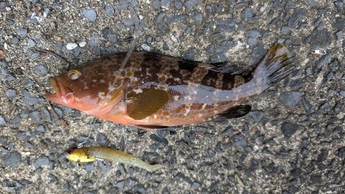 キジハタの釣果