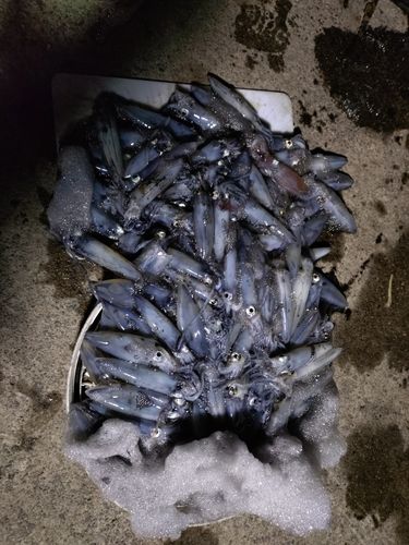 マメイカの釣果
