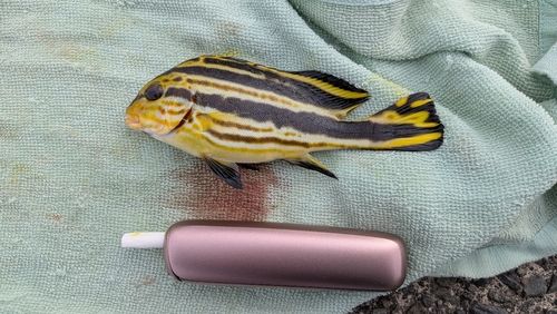 コロダイの釣果