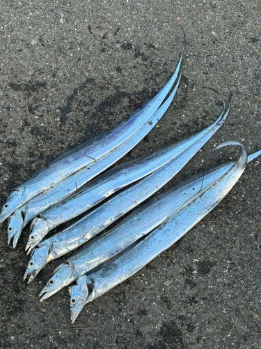 タチウオの釣果