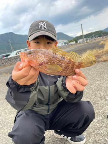 キジハタの釣果