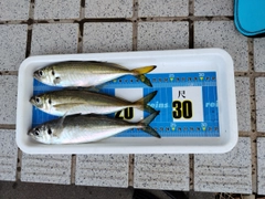 アジの釣果