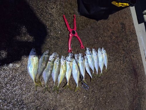 アジの釣果