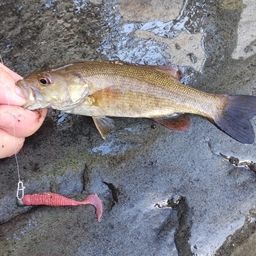 スモールマウスバス