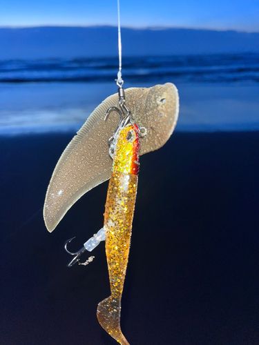 シタビラメの釣果