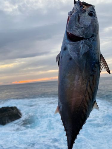 カツオの釣果