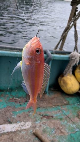 ムロアジの釣果