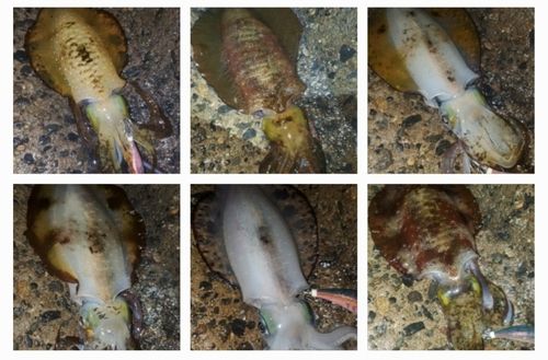 アオリイカの釣果