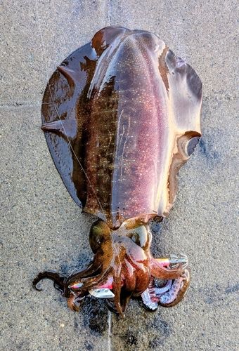 アオリイカの釣果