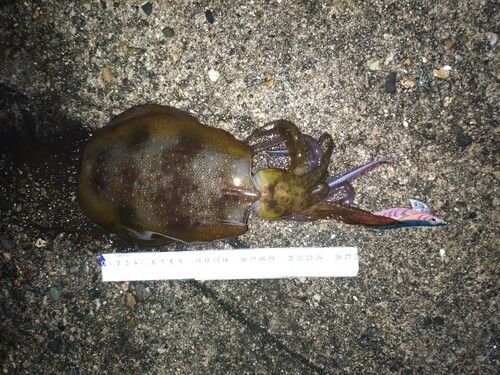 アオリイカの釣果