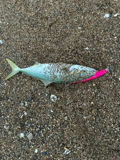 コゾクラの釣果