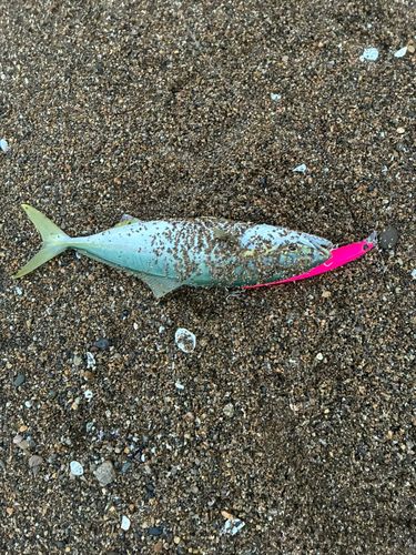 コゾクラの釣果