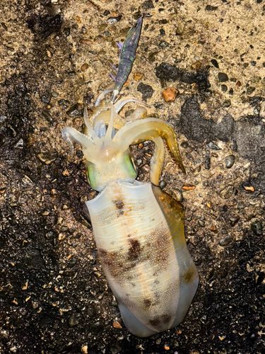 アオリイカの釣果