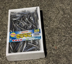 タチウオの釣果